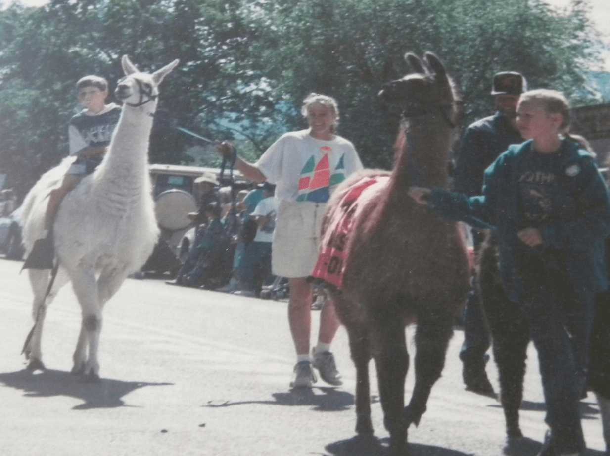 Llamas in the parade