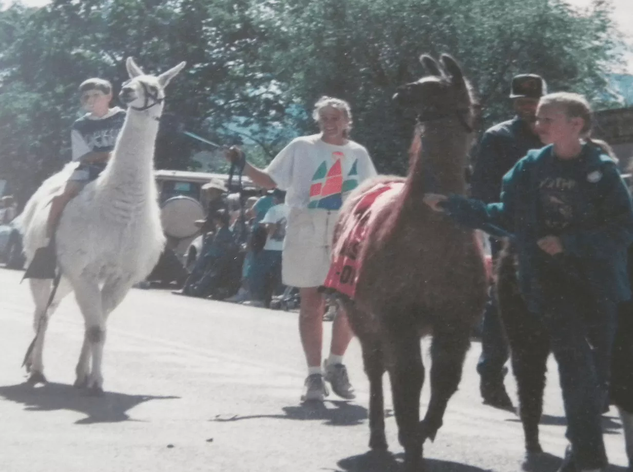 Llamas in the parade